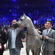Junior Male Gold Champion: D Seraj (FA El Rasheem X Ladi Veronica)