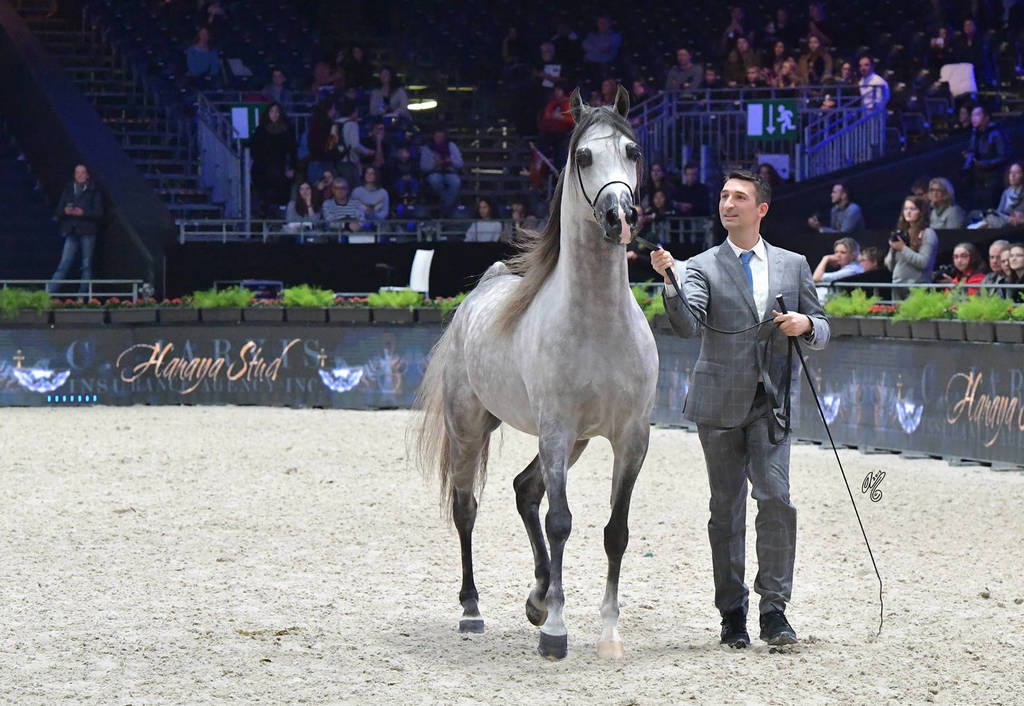 Junior Male Gold Champion: D Seraj (FA El Rasheem X Ladi Veronica)