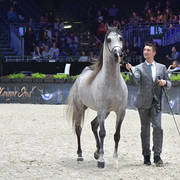 Junior Male Gold Champion: D Seraj (FA El Rasheem X Ladi Veronica)
