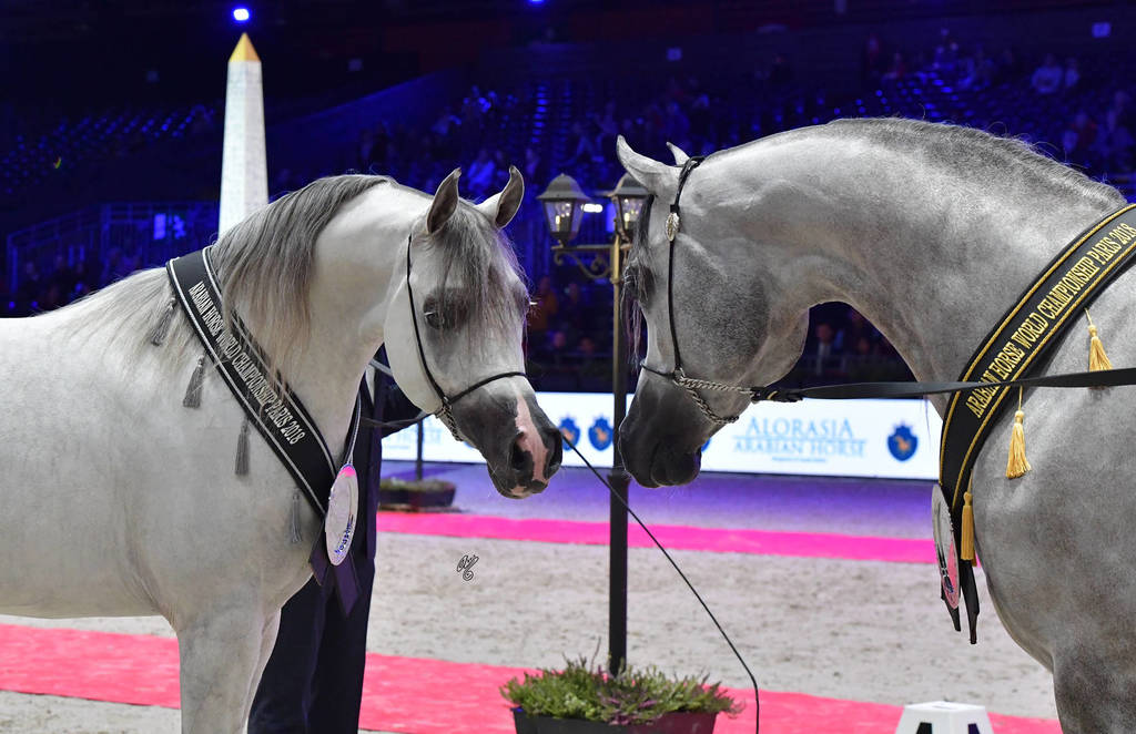 Junior Male Champions D Seraj (right) and AJ Kafu (left)