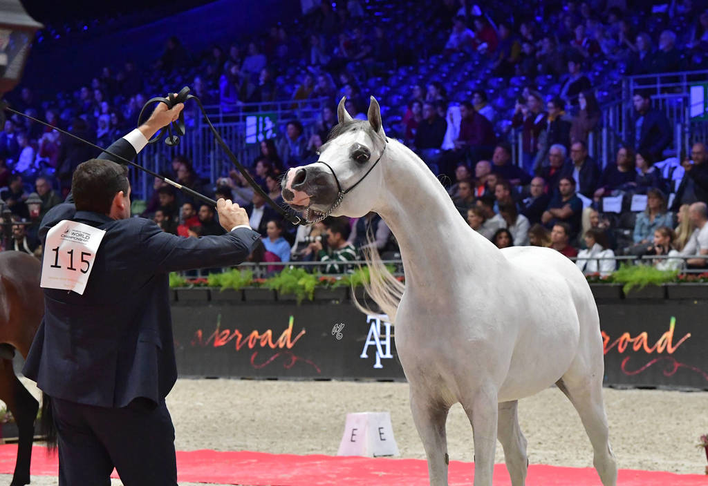 Junior Male Silver  Champion: AJ Kafu (Shanghai EA X AJ Kahayla)
