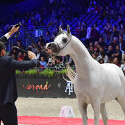 Junior Male Silver  Champion: AJ Kafu (Shanghai EA X AJ Kahayla)