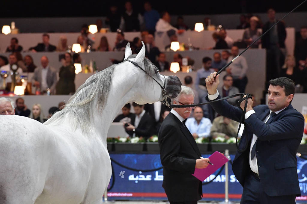 Junior Male Silver  Champion: AJ Kafu (Shanghai EA X AJ Kahayla)