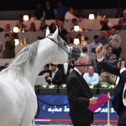 Junior Male Silver  Champion: AJ Kafu (Shanghai EA X AJ Kahayla)