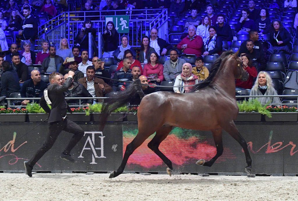 Junior Male Bronze Champion: Gabel Athbah (EKS Alihandro X Meqbilat Athbah)