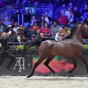 Junior Male Bronze Champion: Gabel Athbah (EKS Alihandro X Meqbilat Athbah)