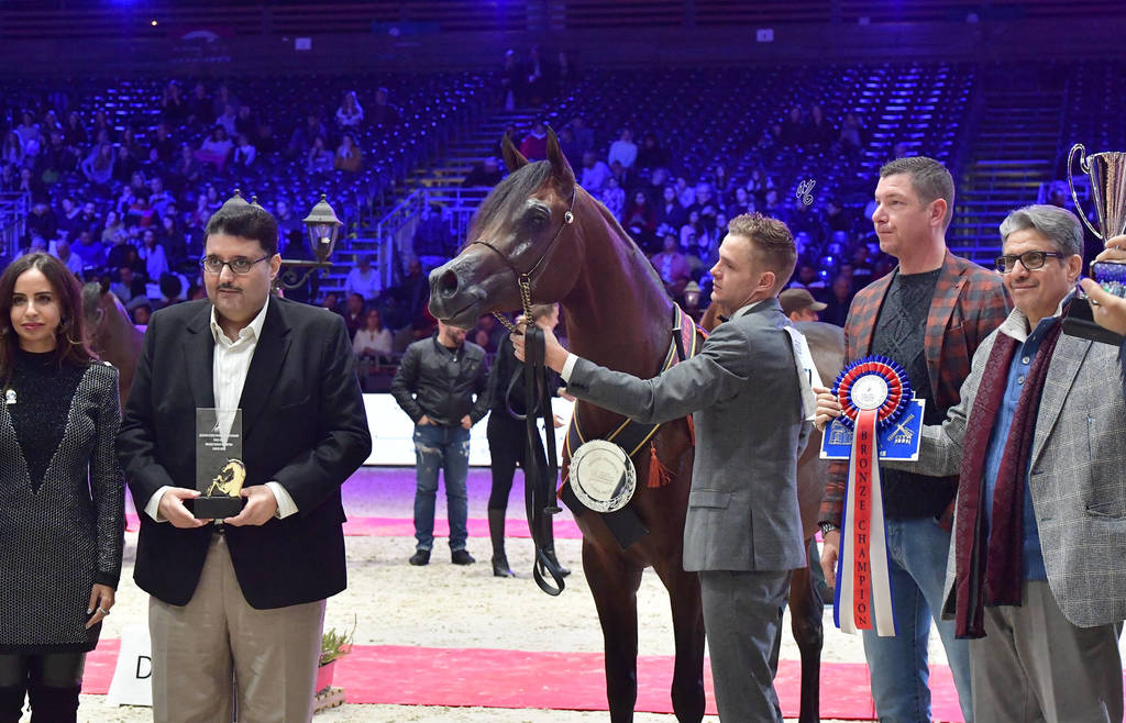 Junior Male Bronze Champion: Gabel Athbah (EKS Alihandro X Meqbilat Athbah)