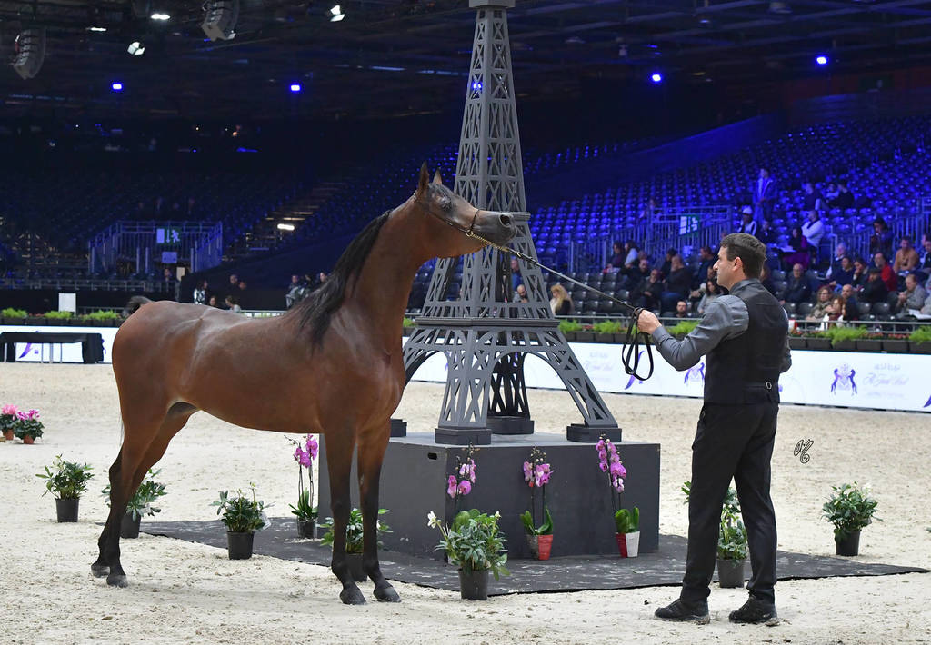 Junior Female Gold Champion: HDM Maria Apal (RFI Farid X WW Imania-Apal),