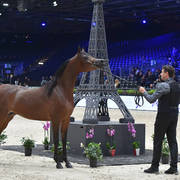 Junior Female Gold Champion: HDM Maria Apal (RFI Farid X WW Imania-Apal),