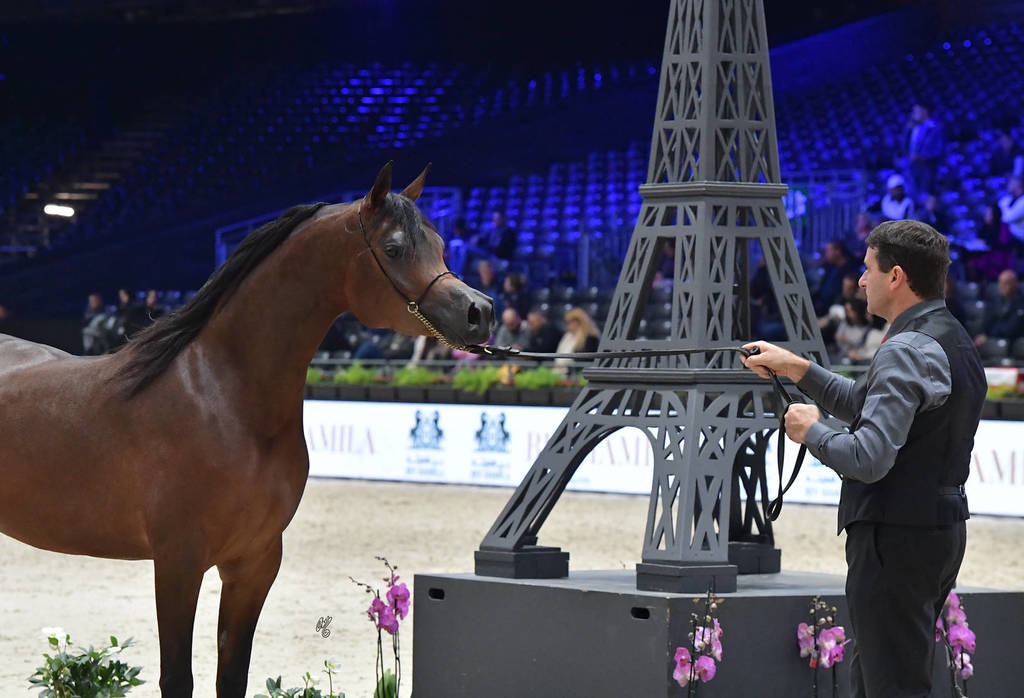 Junior Female Gold Champion: HDM Maria Apal (RFI Farid X WW Imania-Apal)