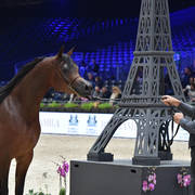 Junior Female Gold Champion: HDM Maria Apal (RFI Farid X WW Imania-Apal)