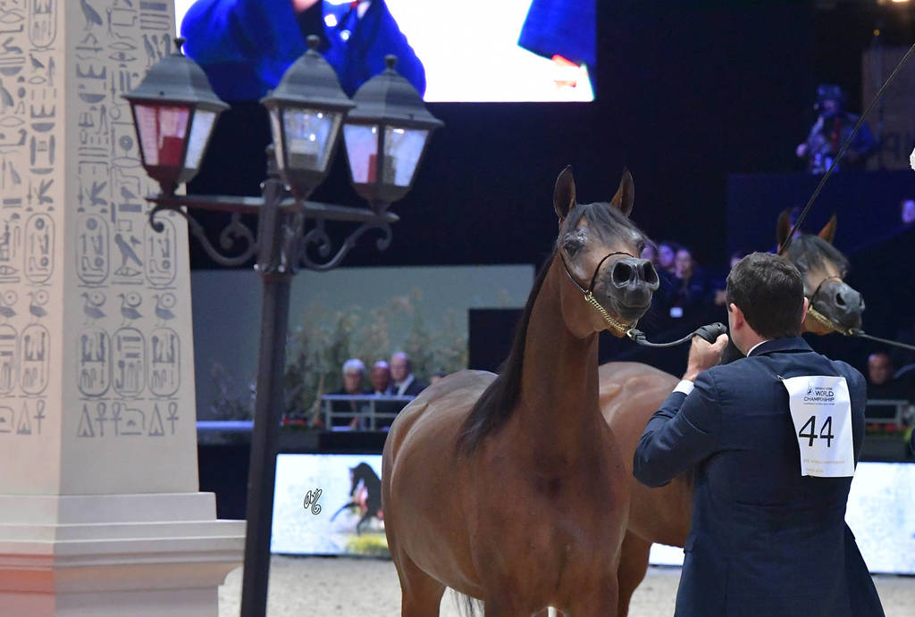 Junior Female Gold Champion: HDM Maria Apal (RFI Farid X WW Imania-Apal),