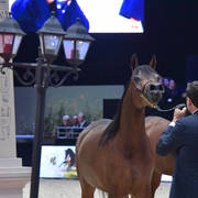 Junior Female Gold Champion: HDM Maria Apal (RFI Farid X WW Imania-Apal),