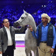 Junior Female Silver Champion: D Ajayeb (RFI Farid X Ladi Veronica)