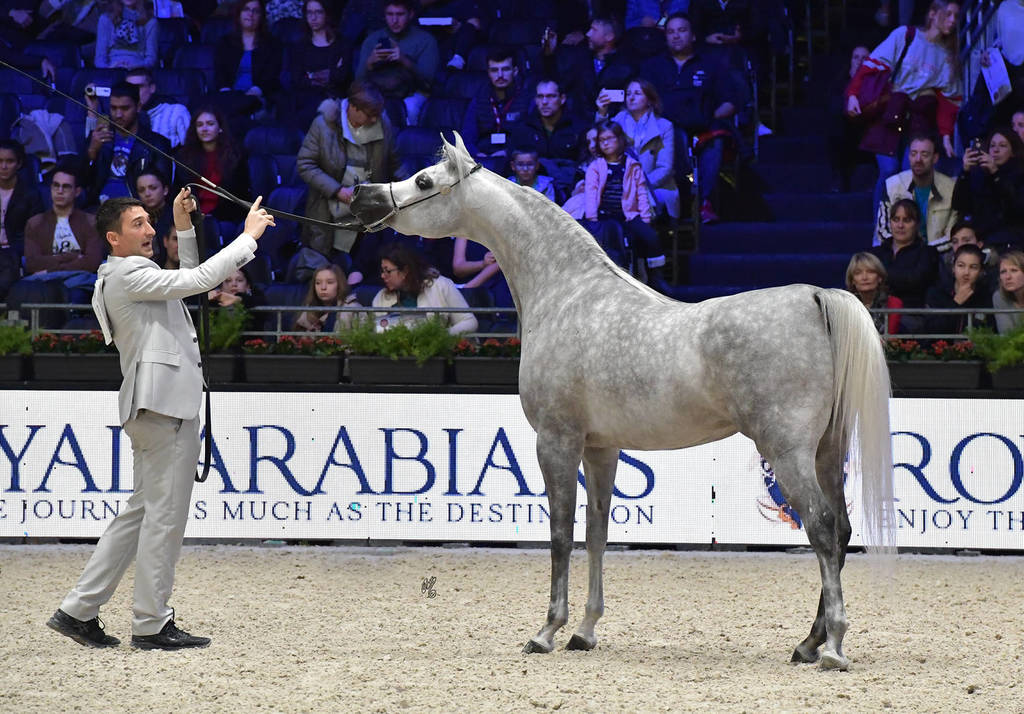 Junior Female Silver Champion: D Ajayeb (RFI Farid X Ladi Veronica)