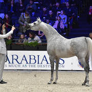 Junior Female Silver Champion: D Ajayeb (RFI Farid X Ladi Veronica)