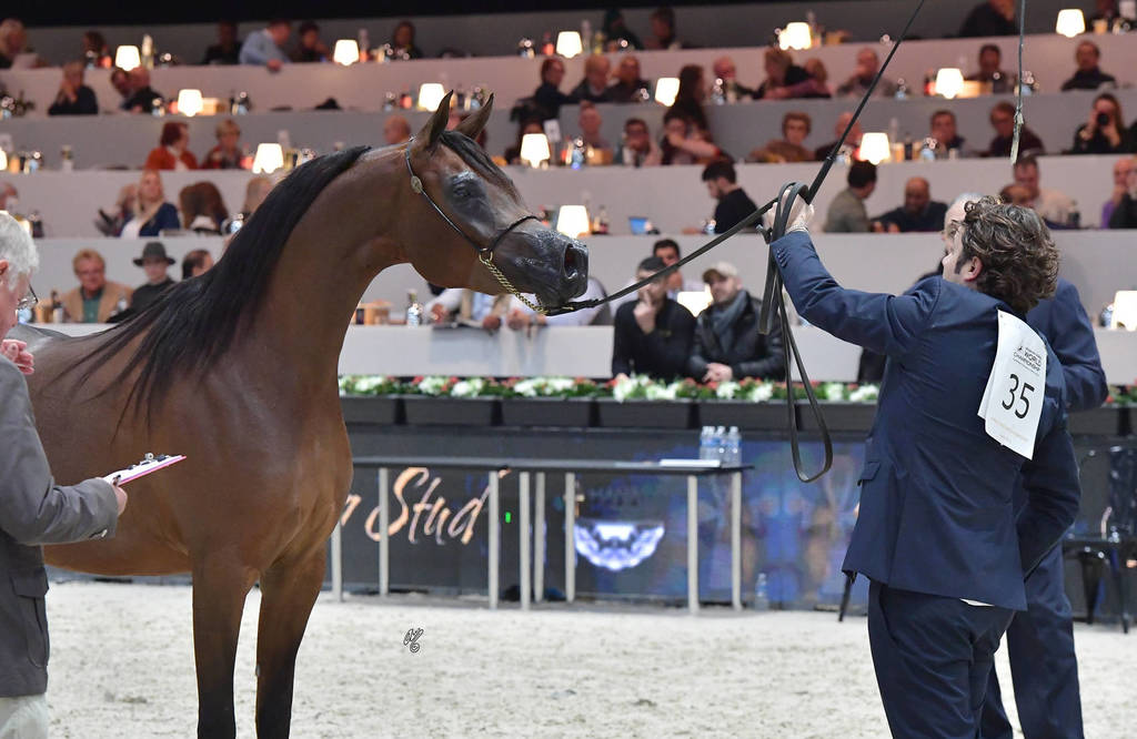 Junior Female Bronze Champion: Balada Al Alfabia (EKS Alihandro X ZT Magna Psyche)