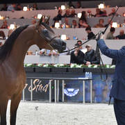Junior Female Bronze Champion: Balada Al Alfabia (EKS Alihandro X ZT Magna Psyche)