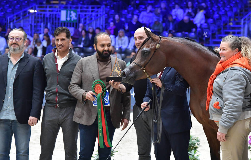 Junior Female Bronze Champion: Balada Al Alfabia (EKS Alihandro X ZT Magna Psyche)