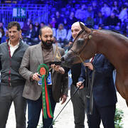 Junior Female Bronze Champion: Balada Al Alfabia (EKS Alihandro X ZT Magna Psyche)
