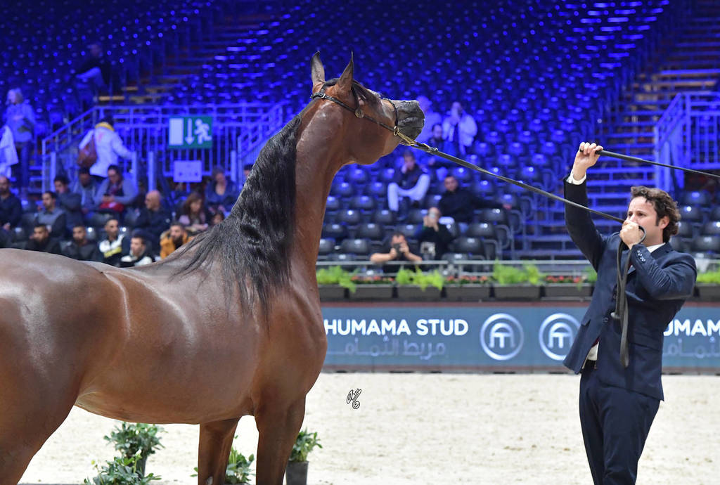 Junior Female Bronze Champion: Balada Al Alfabia (EKS Alihandro X ZT Magna Psyche)
