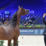 Junior Female Bronze Champion: Balada Al Alfabia (EKS Alihandro X ZT Magna Psyche)