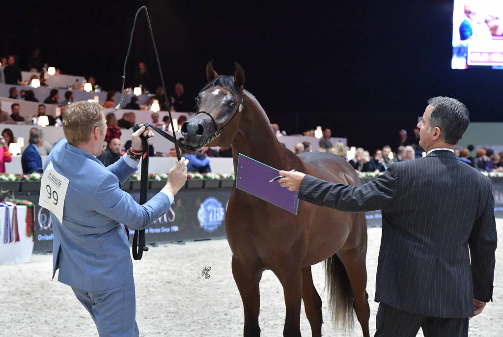 Yearling Male Gold Champion: Admiraal (Emerald J X Haniyyah),