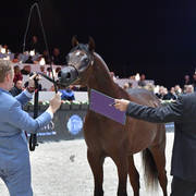 Yearling Male Gold Champion: Admiraal (Emerald J X Haniyyah),