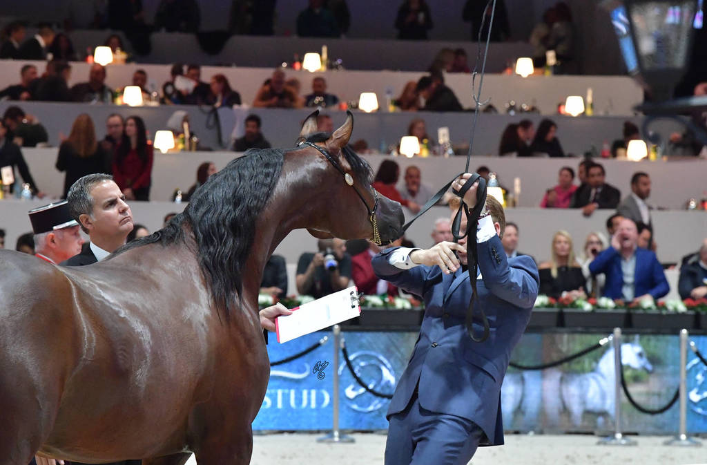 Yearling Male Gold Champion:   Admiraal (Emerald J X Haniyyah),