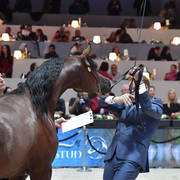 Yearling Male Gold Champion:   Admiraal (Emerald J X Haniyyah),