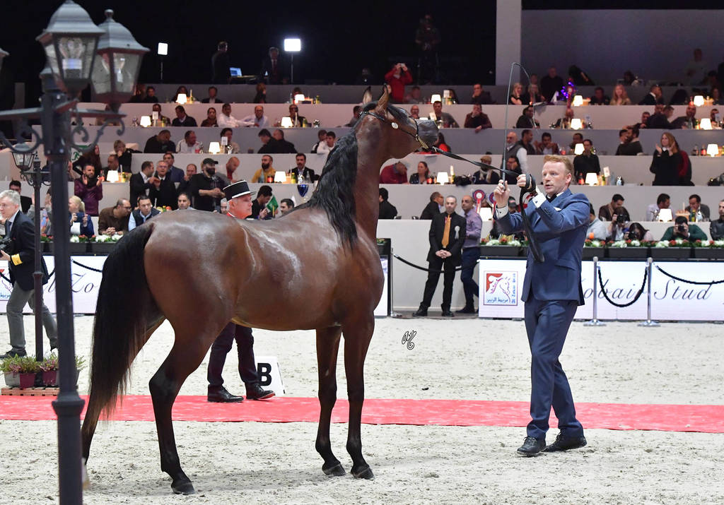 Yearling Male Gold Champion:  Admiraal (Emerald J X Haniyyah),