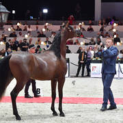 Yearling Male Gold Champion:  Admiraal (Emerald J X Haniyyah),