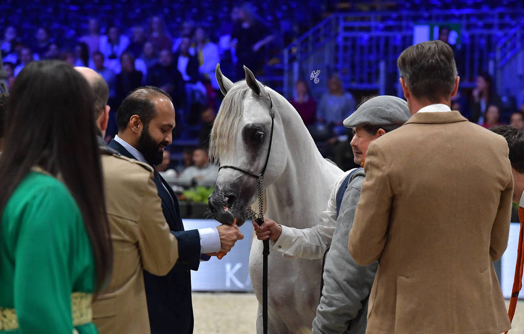 Yearling Male Silver Champion: Arraab Aljassimya (Al Ayal AA X Om El Aisha Aljassimya)