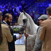 Yearling Male Silver Champion: Arraab Aljassimya (Al Ayal AA X Om El Aisha Aljassimya)