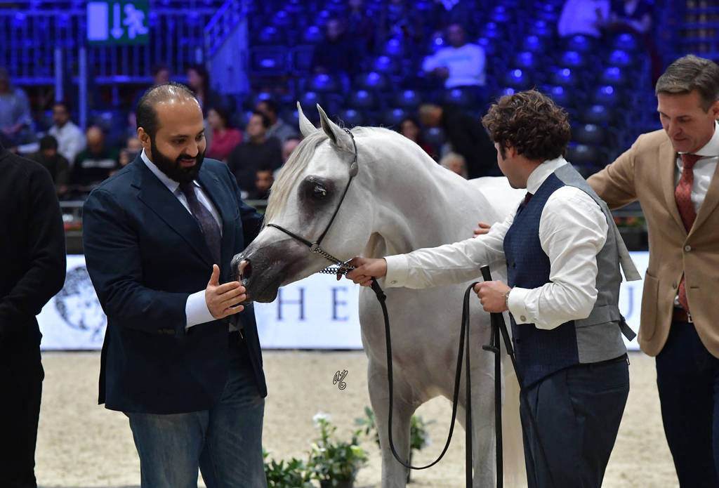 Yearling Male Silver Champion: Arraab Aljassimya (Al Ayal AA X Om El Aisha Aljassimya)
