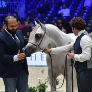 Yearling Male Silver Champion: Arraab Aljassimya (Al Ayal AA X Om El Aisha Aljassimya)
