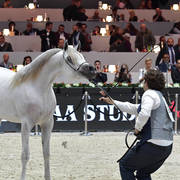 Yearling Male Silver Champion: Arraab Aljassimya (Al Ayal AA X Om El Aisha Aljassimya)