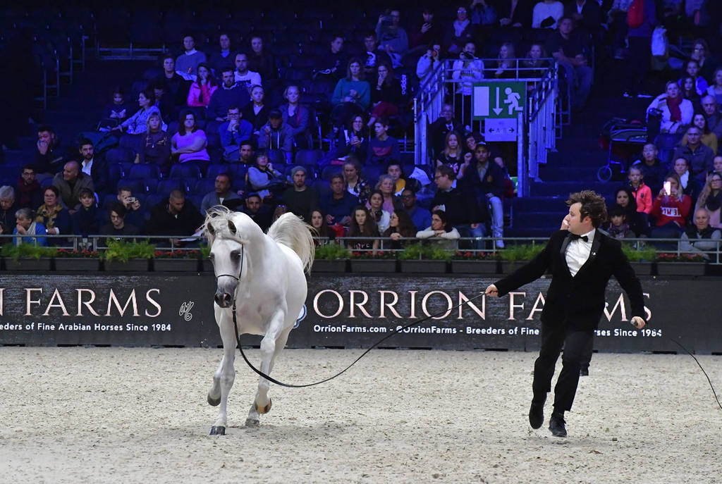 Yearling Male Silver Champion: Arraab Aljassimya (Al Ayal AA X Om El Aisha Aljassimya)