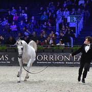 Yearling Male Silver Champion: Arraab Aljassimya (Al Ayal AA X Om El Aisha Aljassimya)