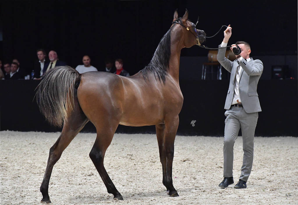 Yearling Male Bronze Champion: Duke Santonio (Santorini X Amaliaa)