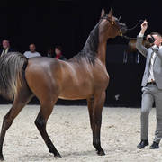 Yearling Male Bronze Champion: Duke Santonio (Santorini X Amaliaa)