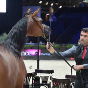 Yearling Female Gold Champion: AJ Samara (AJ Mardan X Samam AM)