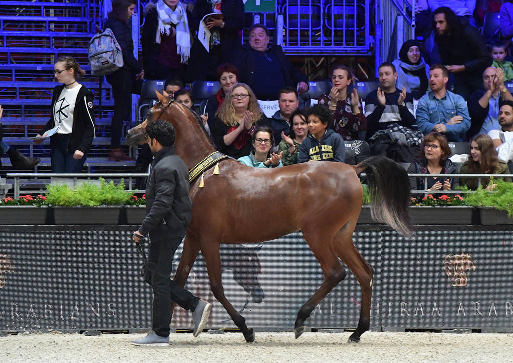 Yearling Female Gold Champion: AJ Samara (AJ Mardan X Samam AM)