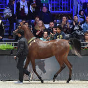 Yearling Female Gold Champion: AJ Samara (AJ Mardan X Samam AM)