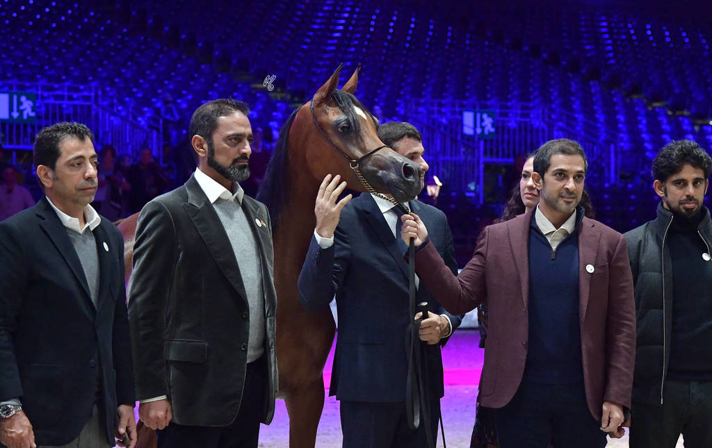 Yearling Female Gold Champion: AJ Samara (AJ Mardan X Samam AM)