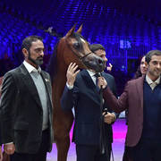 Yearling Female Gold Champion: AJ Samara (AJ Mardan X Samam AM)