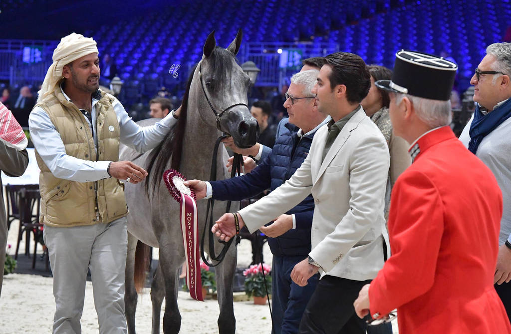 Yearling Female Silver Champion: D Shihanah (FA El Rasheem X D Shahla)