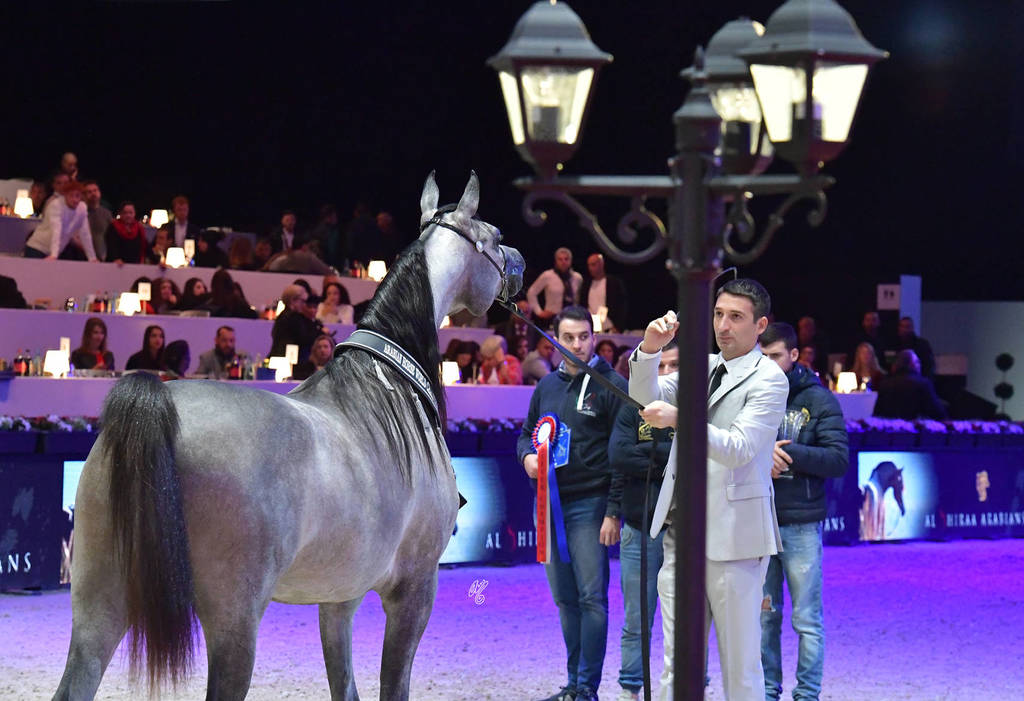Yearling Female Silver Champion: D Shihanah (FA El Rasheem X D Shahla)