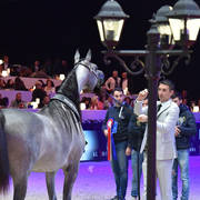 Yearling Female Silver Champion: D Shihanah (FA El Rasheem X D Shahla)