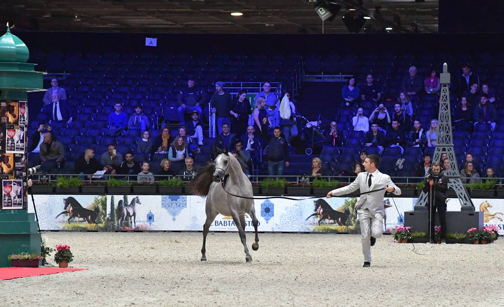 Yearling Female Silver Champion: D Shihanah (FA El Rasheem X D Shahla)